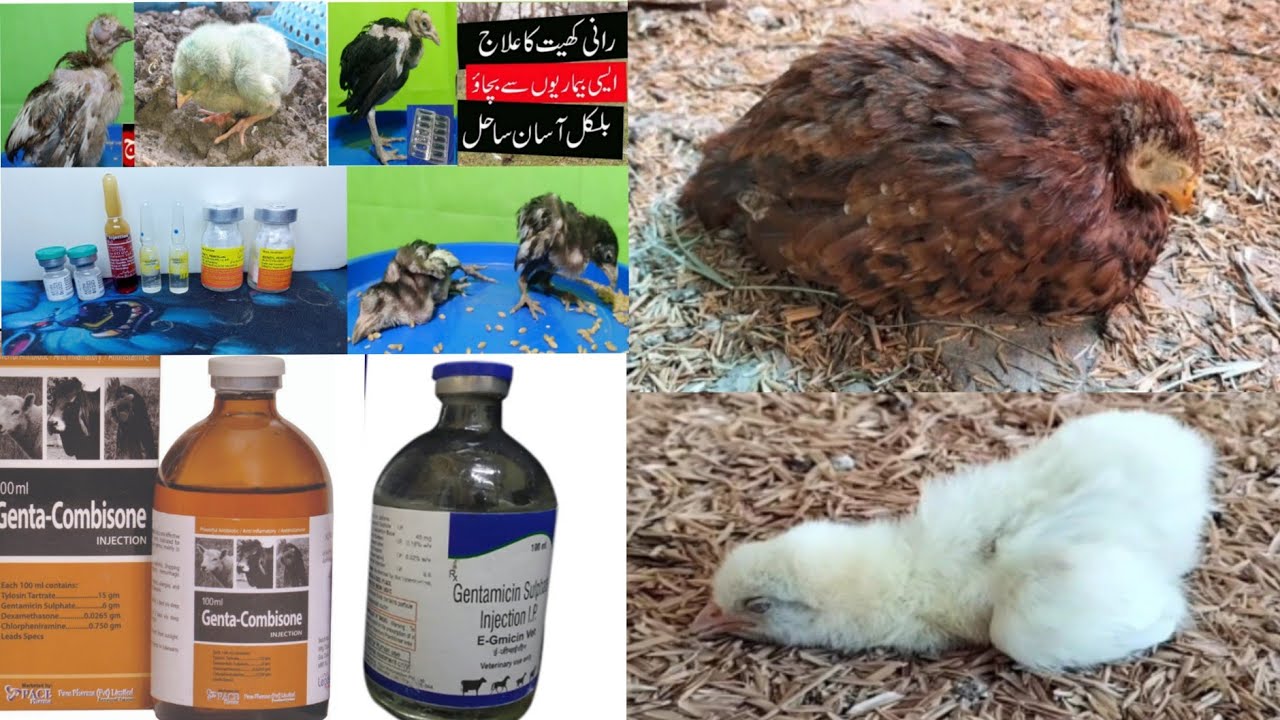 rani khat ka confirm ilaj | Murgiyon ki bimari ka ilaj | Genta-Combisone for Poultry Birds in Winter