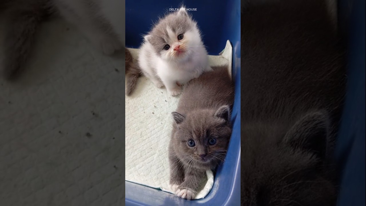 Round a Round with Delta's Babycat 🥰🎶 #anakkucinglucuimut #cat #kitten #cute #catlover #catshorts