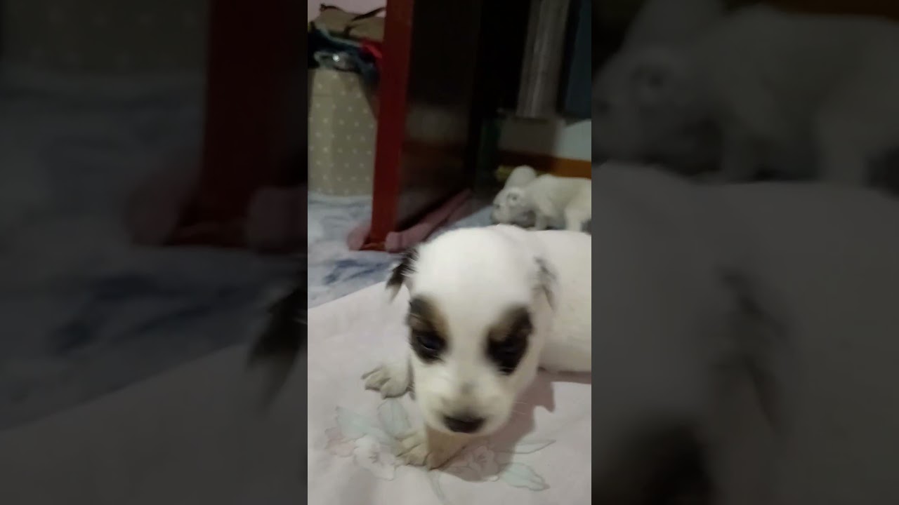 Astra Puppies 3rd Batch born August 2024 - Patchy, Paul,Pillow and Panda 