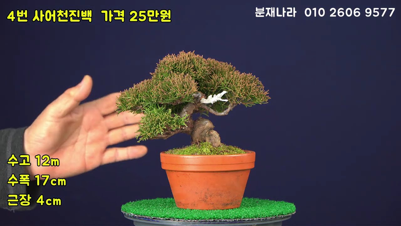 26년 1월 19일 새로운 방식의 분재나라 상품들을 여러분께 소개합니다