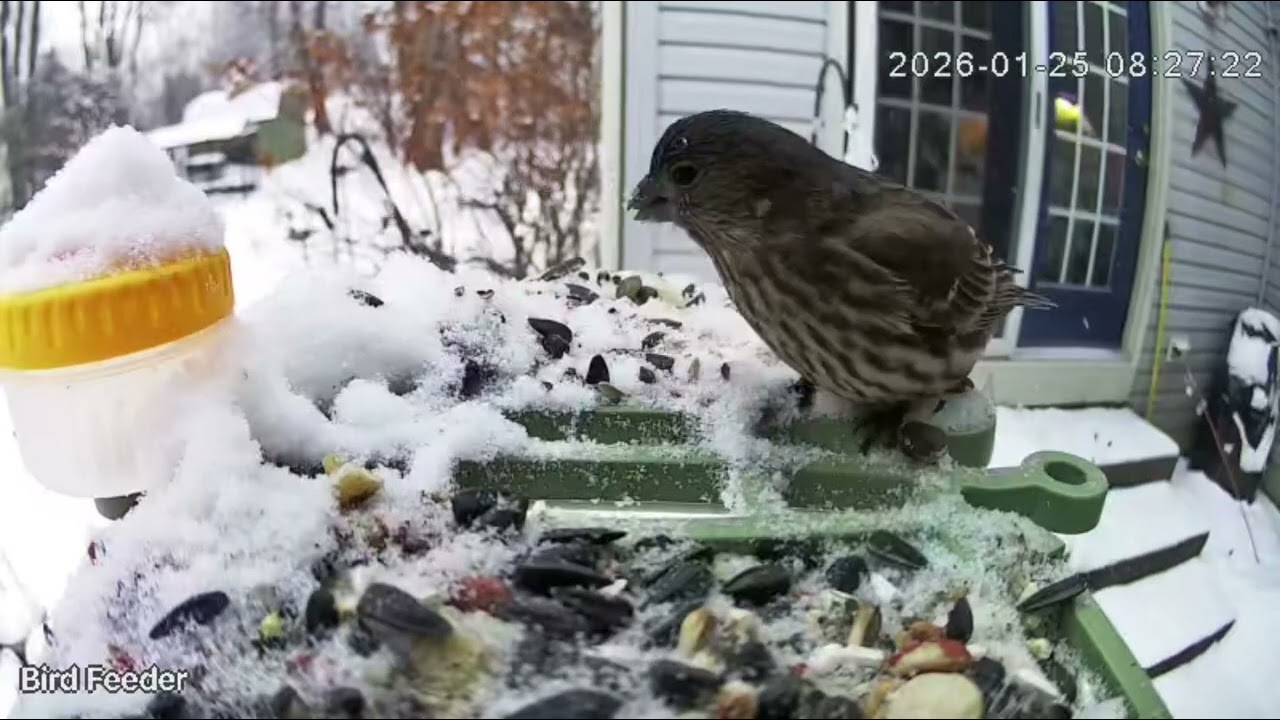 Squabbling Over Seeds in the Snow - Bird Feeder Cam - Jan 25, 2026