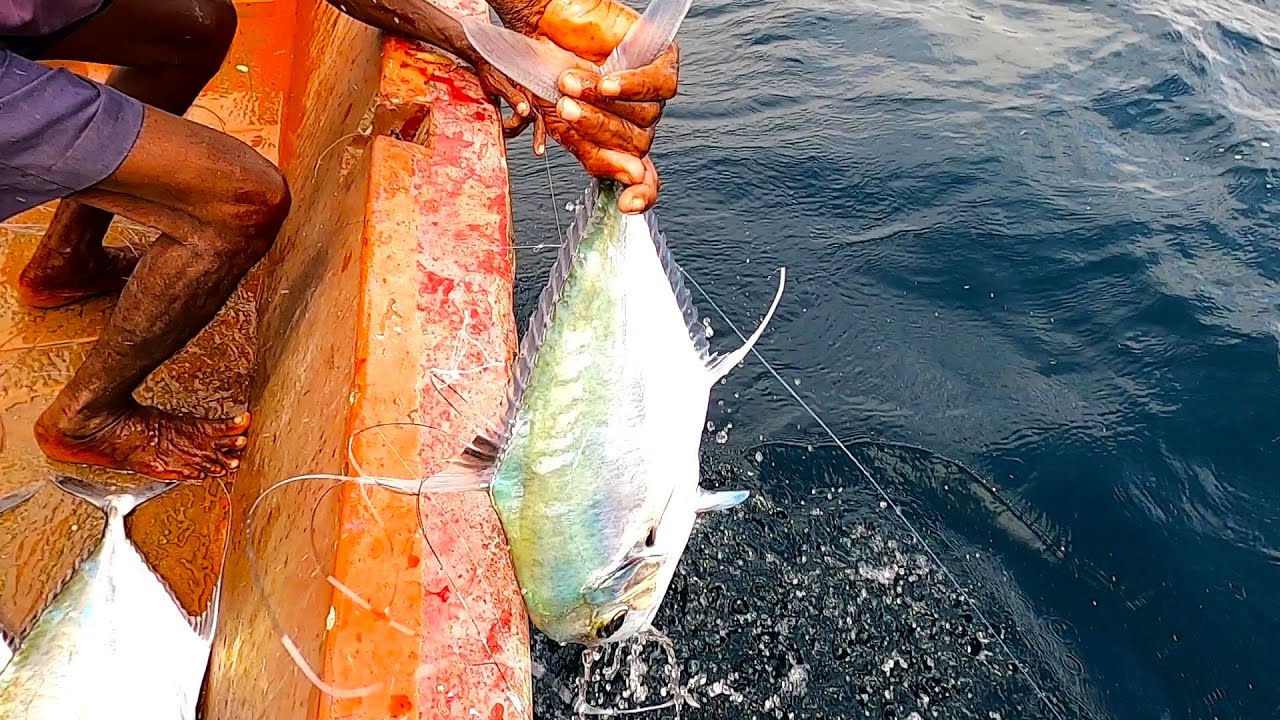 LINE FISHING - DIAMOND TREVALLY & COBI FISH CATCHING IN THE SEA