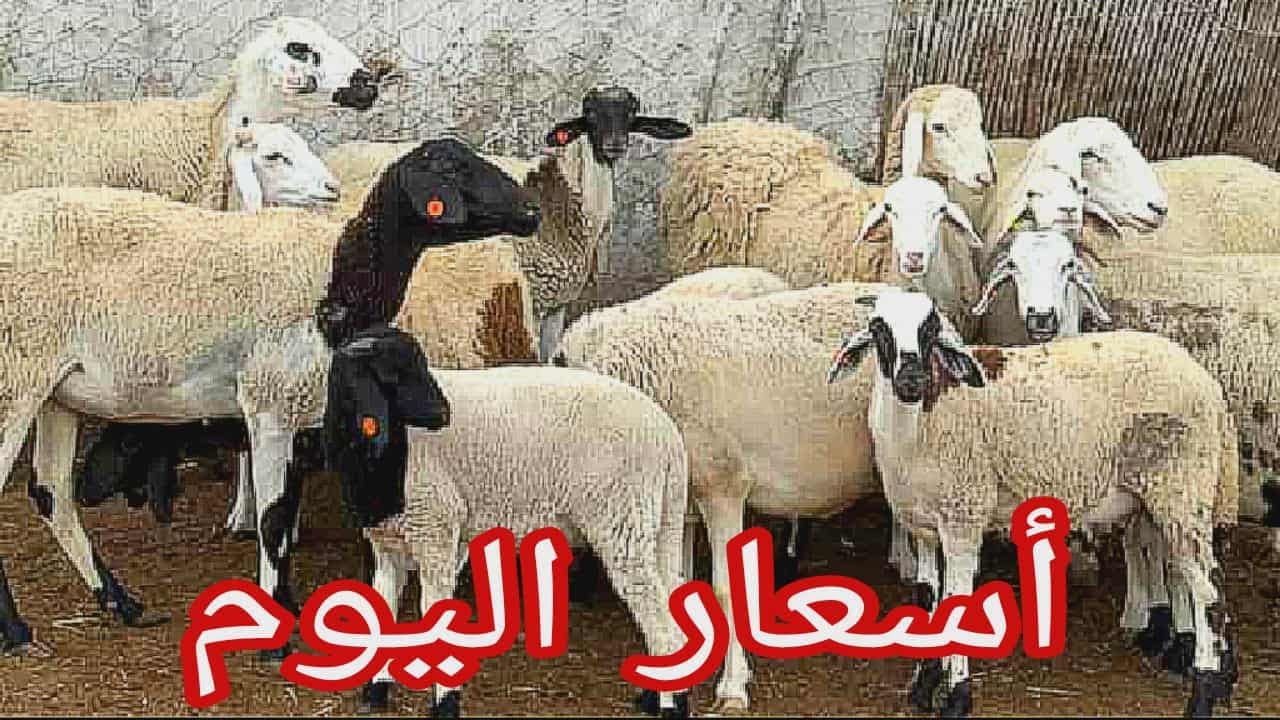 اسعار المواشي اليوم بالجزائر سوق المواشي حاسي بحبح ولاية الجلفة 09 اكتوبر 2025 اسعار كباش ونعجة والد