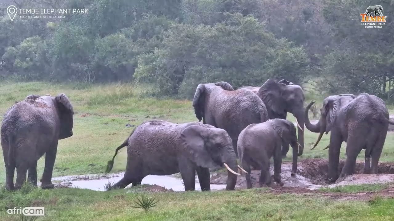 Elephants Having The Best Time In The Rain