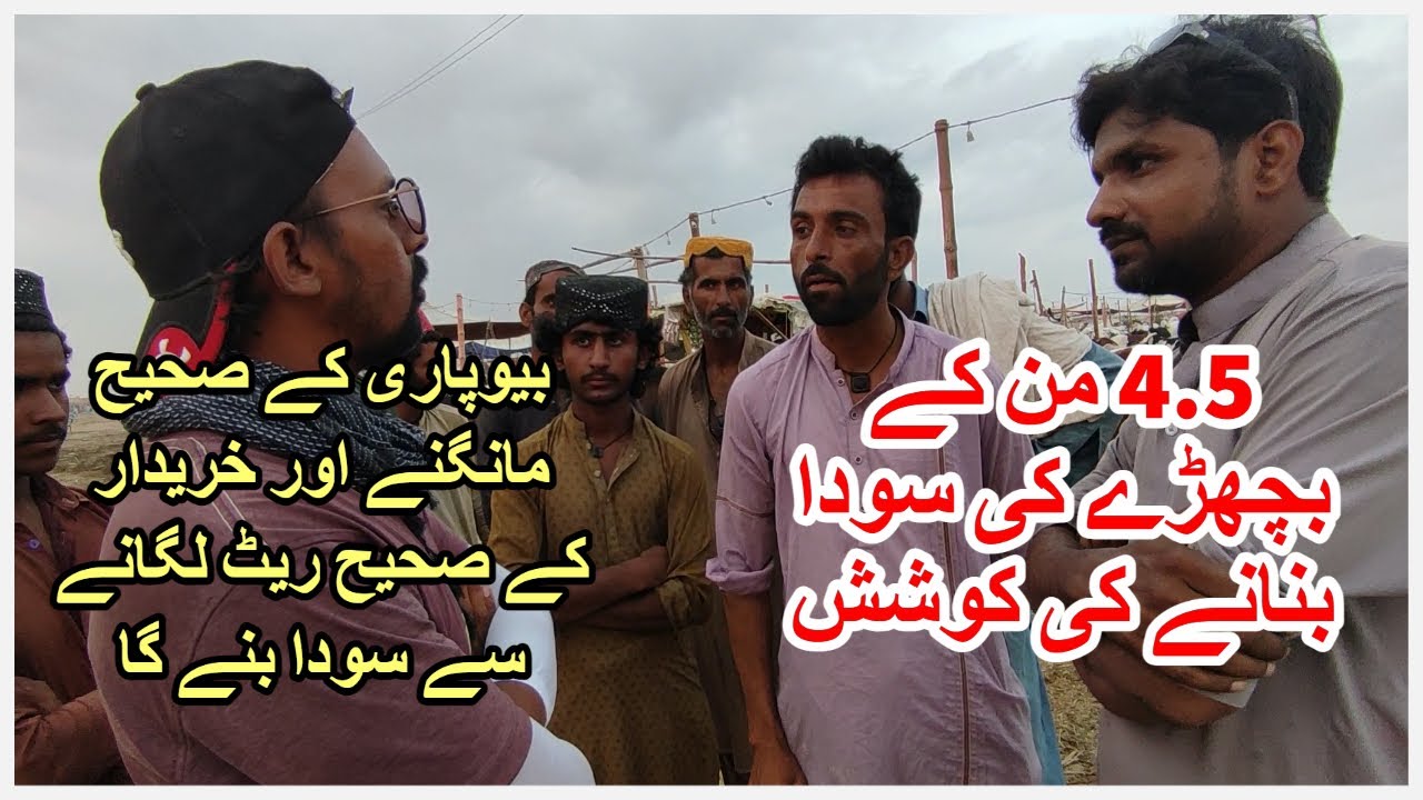4.5 Mun K Bachray Ki Soda Banane Ki Koshish. Northern Bypass Maweshi Mandi 2023.