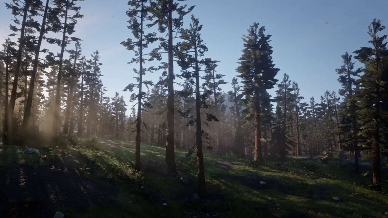 Ambient Red Dead Redemption 2 - Tall Trees 1