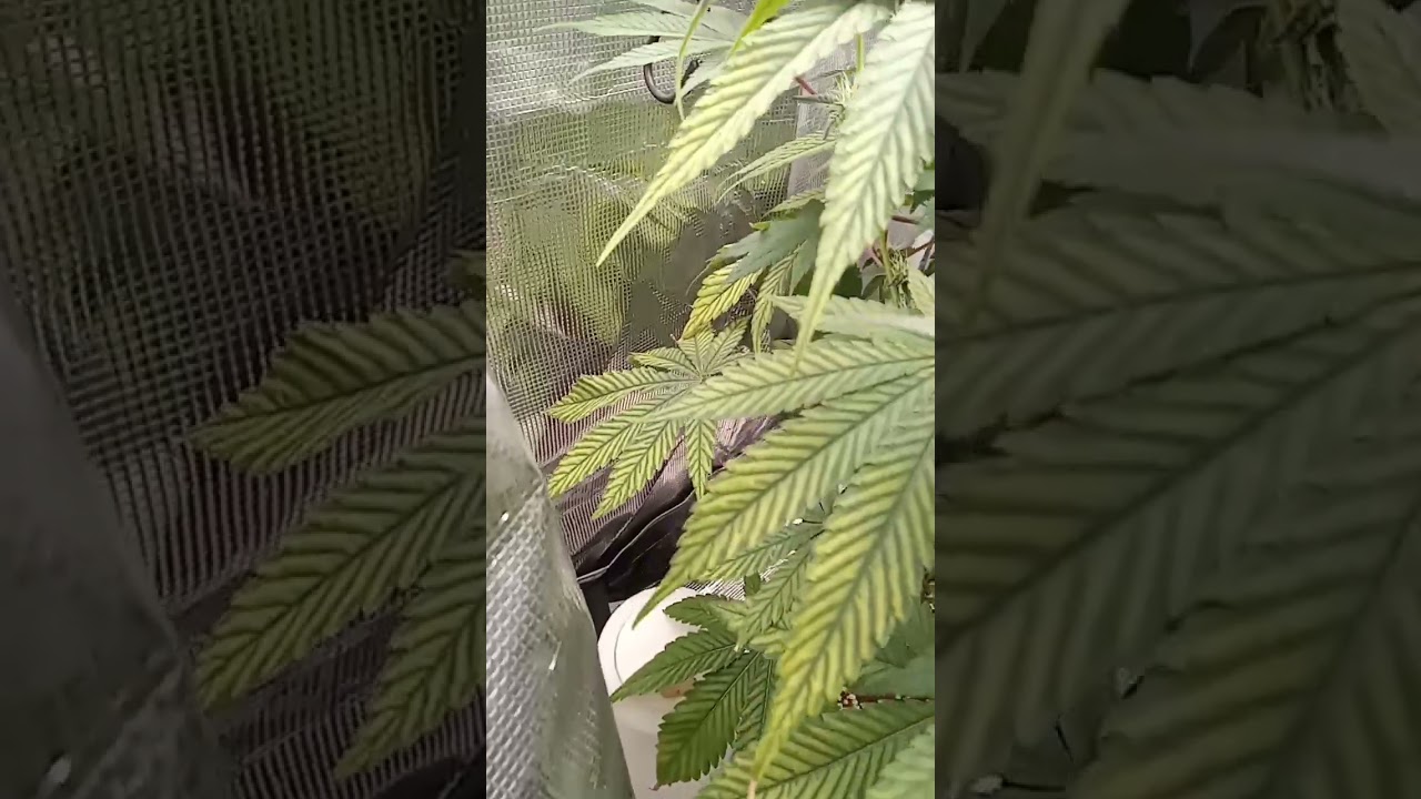 Yellow stripes on leaves, deficiency? wdyt? #plants #indoorgrowing #cannabiseducation