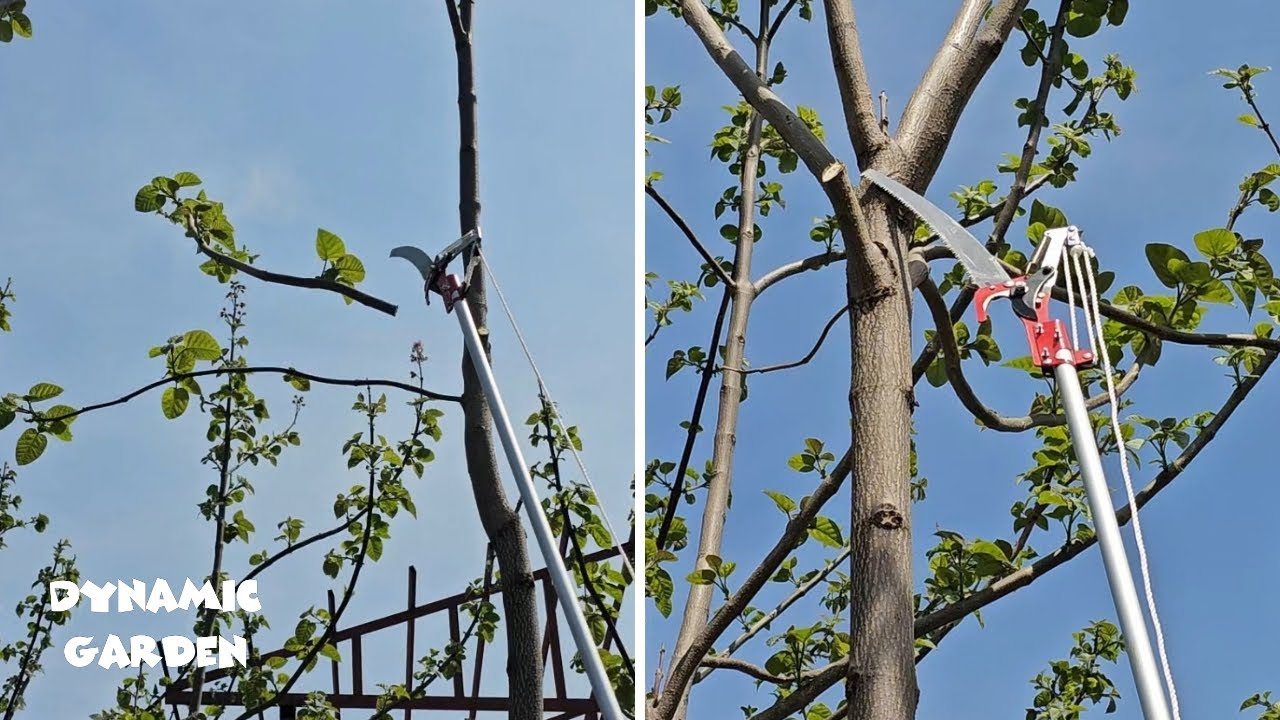 The best tool for pruning Paulownia _ Paulownia Garden _ April 2024