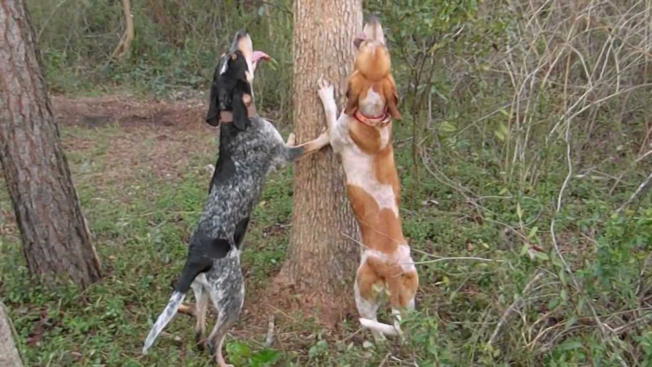 coon hunting  M&L's outdoors