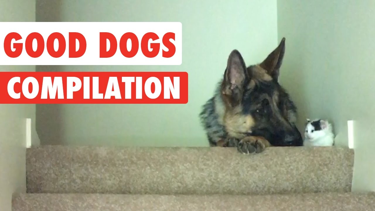 Good Dogs Video Compilation 2016
