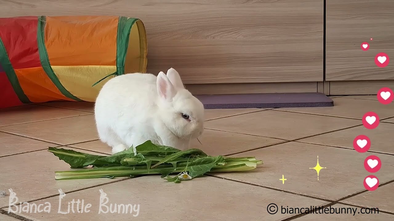 Coniglio Nano Felice Che Mangia il Suo Snack Preferito 🐰🥬 | Momento Tenerissimo!