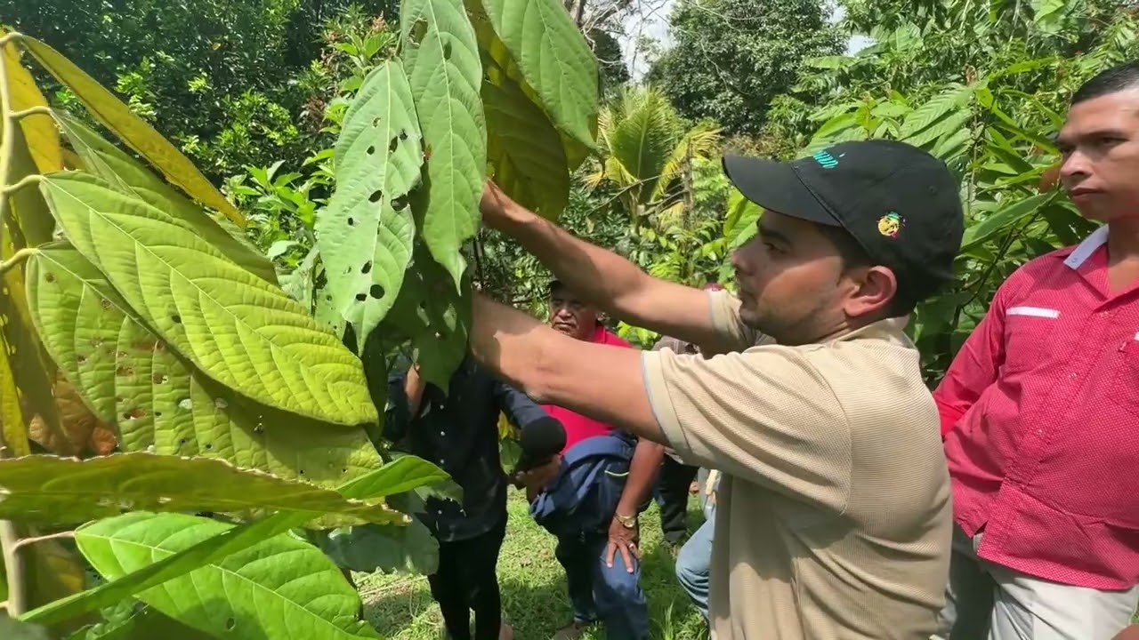 Poda de formación en cacao