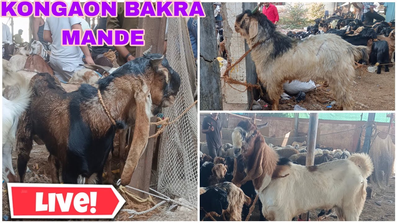 KALYAN KONGAON BAKRA MANDE LATEST UPDATE SATURDAY HOLI KA BAJAR FUL HIGH RATE 😱 28/02/2026