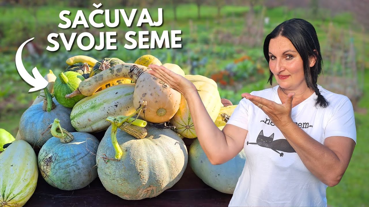 Как Извлечь и Сохранить Семена из ТЫКВЕННЫХ РАСТЕНИЙ?