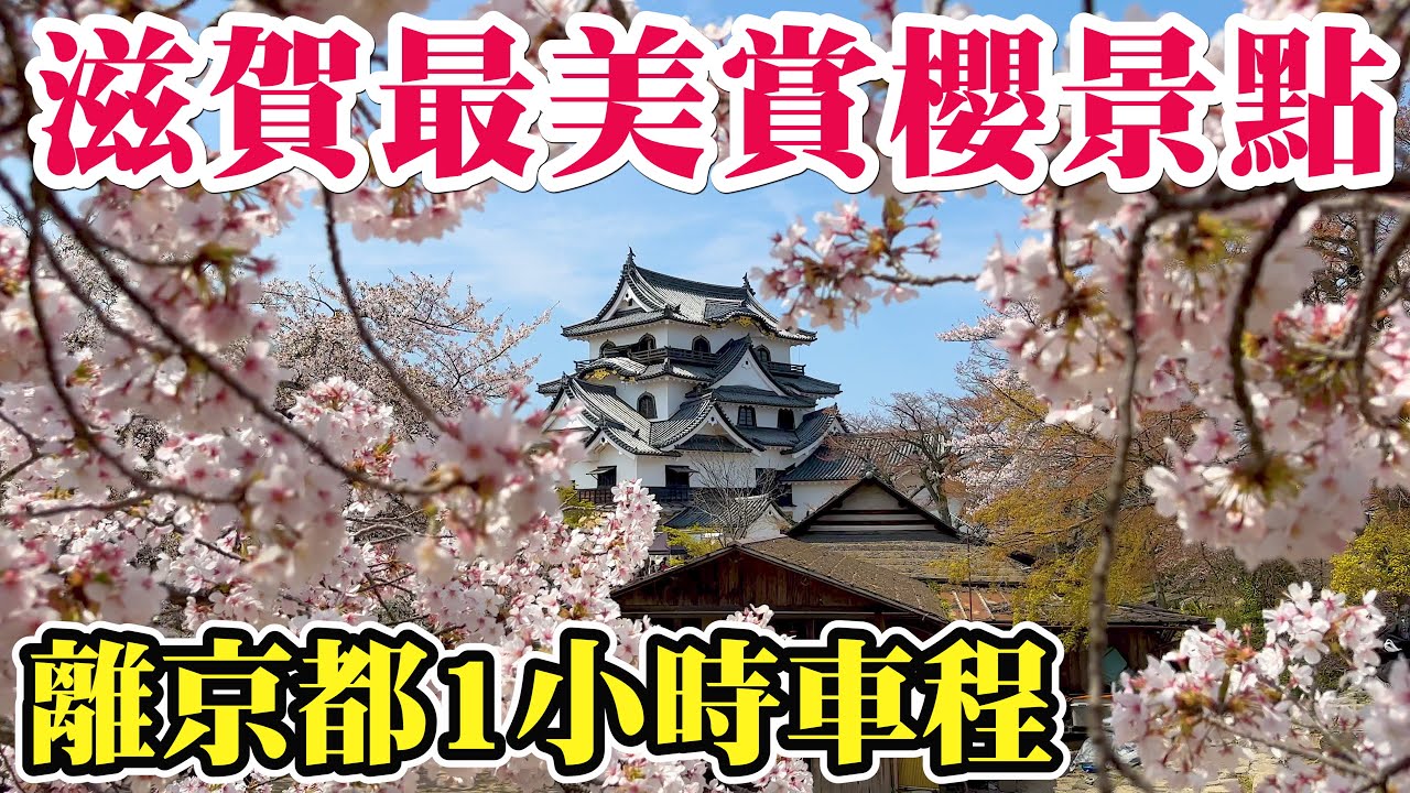 滋賀櫻花 彥根城 有日本國寶級的天守 I 賞櫻路線攻略 教你如何拍到最美的角度 I 眺望琵琶湖及彥根市的風景 I 京都到彥根城的交通指南