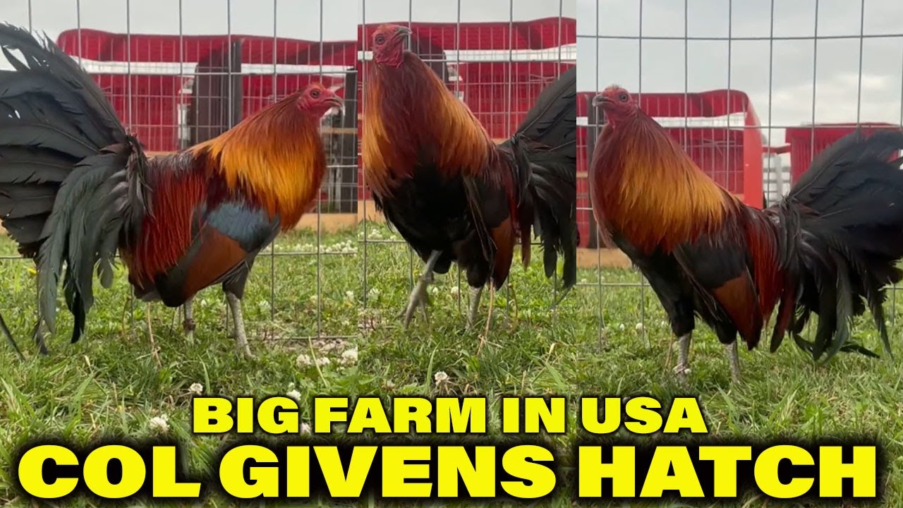 Col Givens Hatch RED NEWARK FARM Beautiful Birds