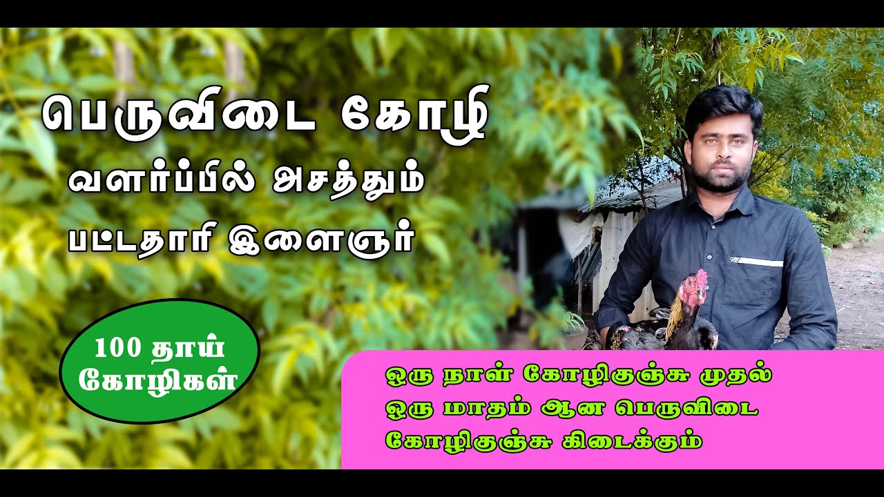 பெருவிடை கோழி வளர்ப்பில் அசத்தும் பட்டதாரி இளைஞர்|YOUNG GRADUATE IN POULTRY FARMING