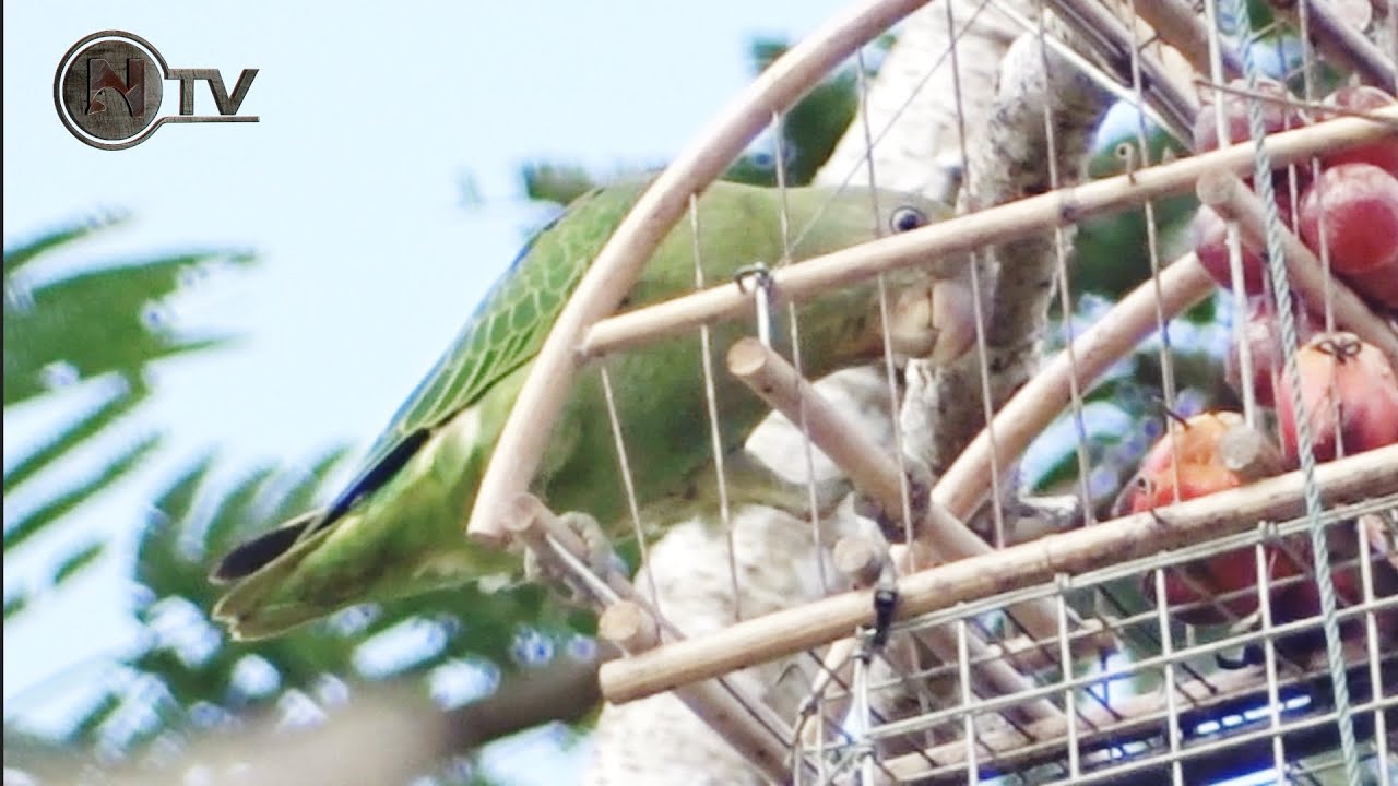 Memikat EP71 - Misi mencari Awe Gincu Klate  