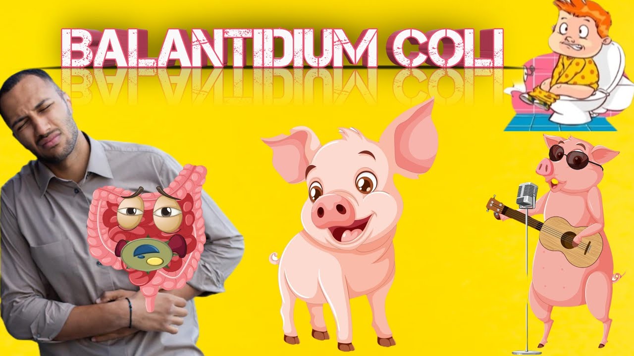شرح Balantidium coli
