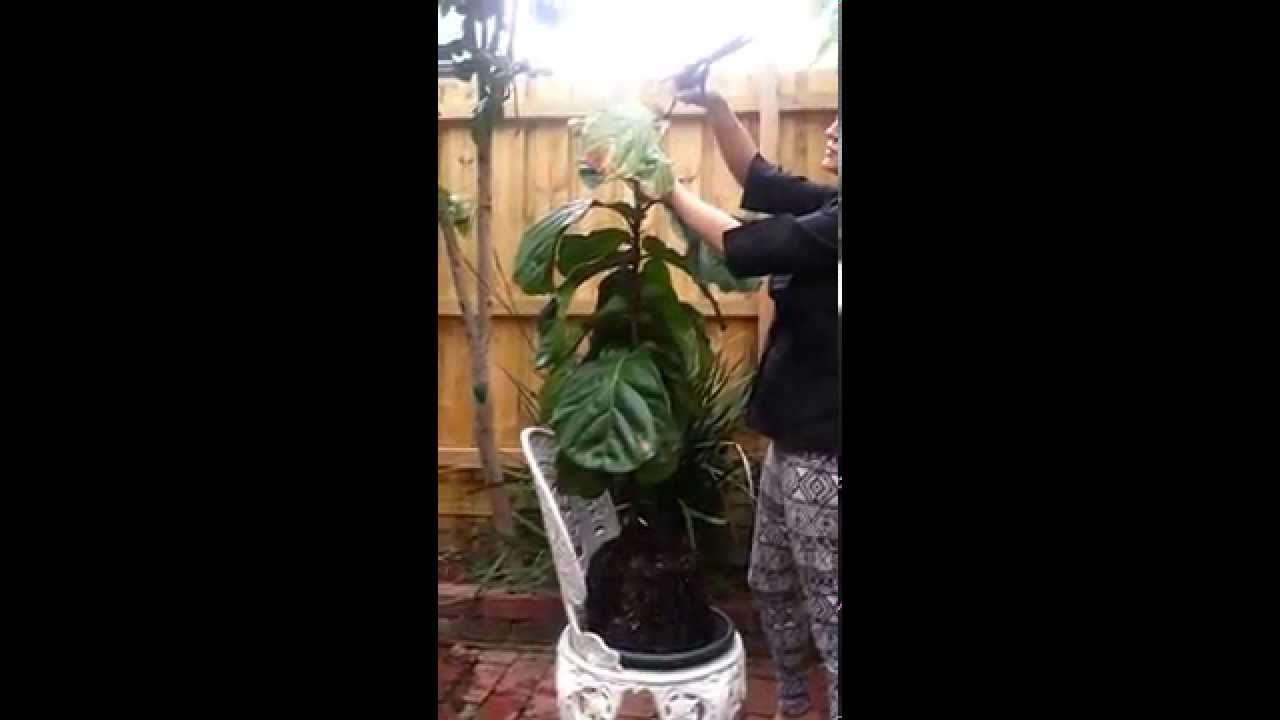 Fiddle Leaf Fig Tree Care (Sad Fiddles) Rejuvenation Tips & Tricks