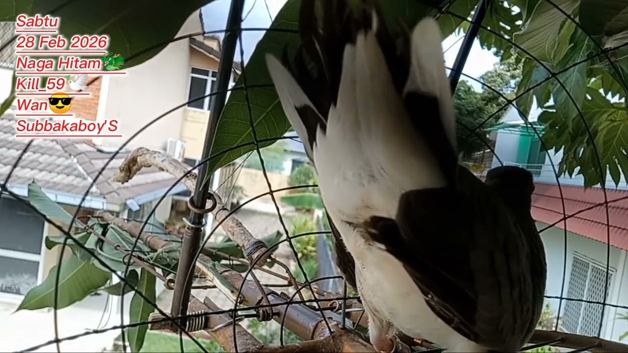 Naga Hitam 🐲 _kill_59🕊️