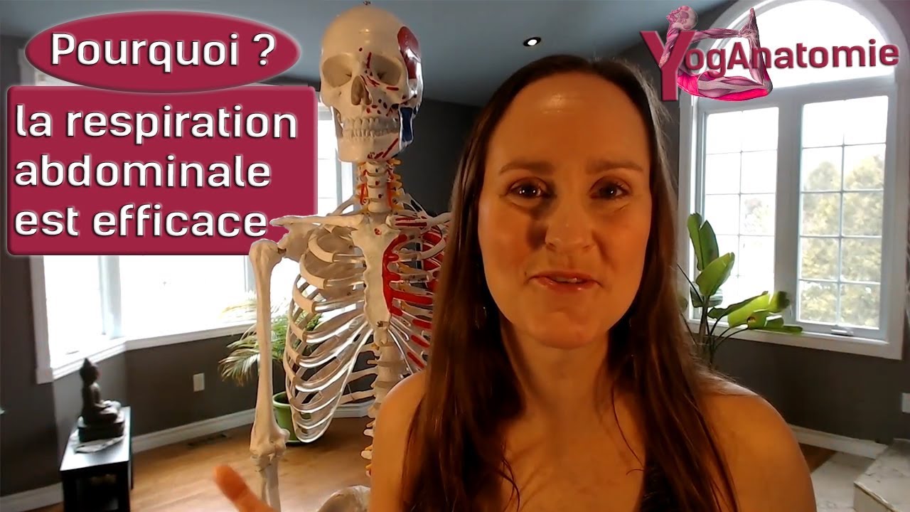 YogAnatomie : Pourquoi la respiration abdominale est plus efficace que la thoracique ? (53/365)