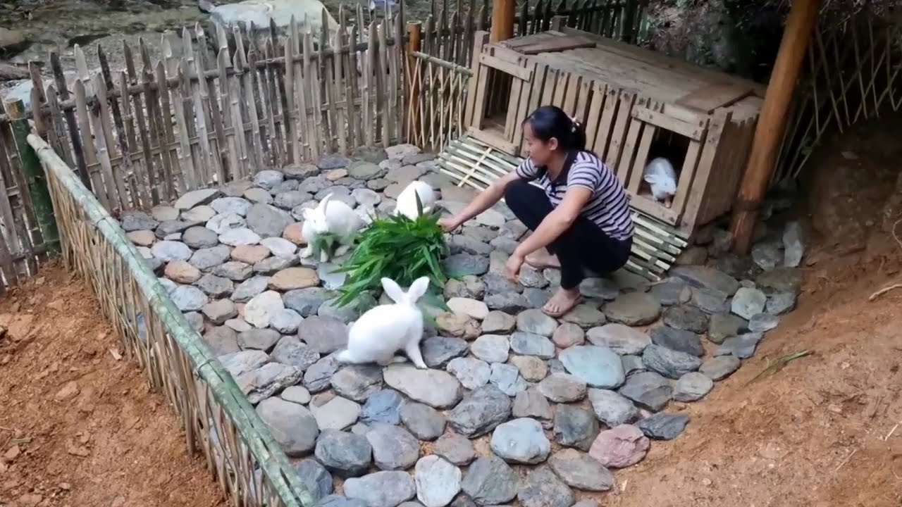 The girl built a complete cage and play area for the rabbits