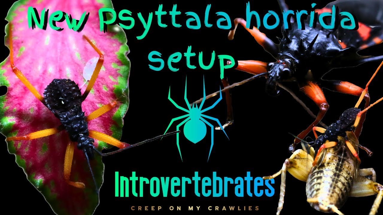Creating a Beautiful Assassin Bug Habitat