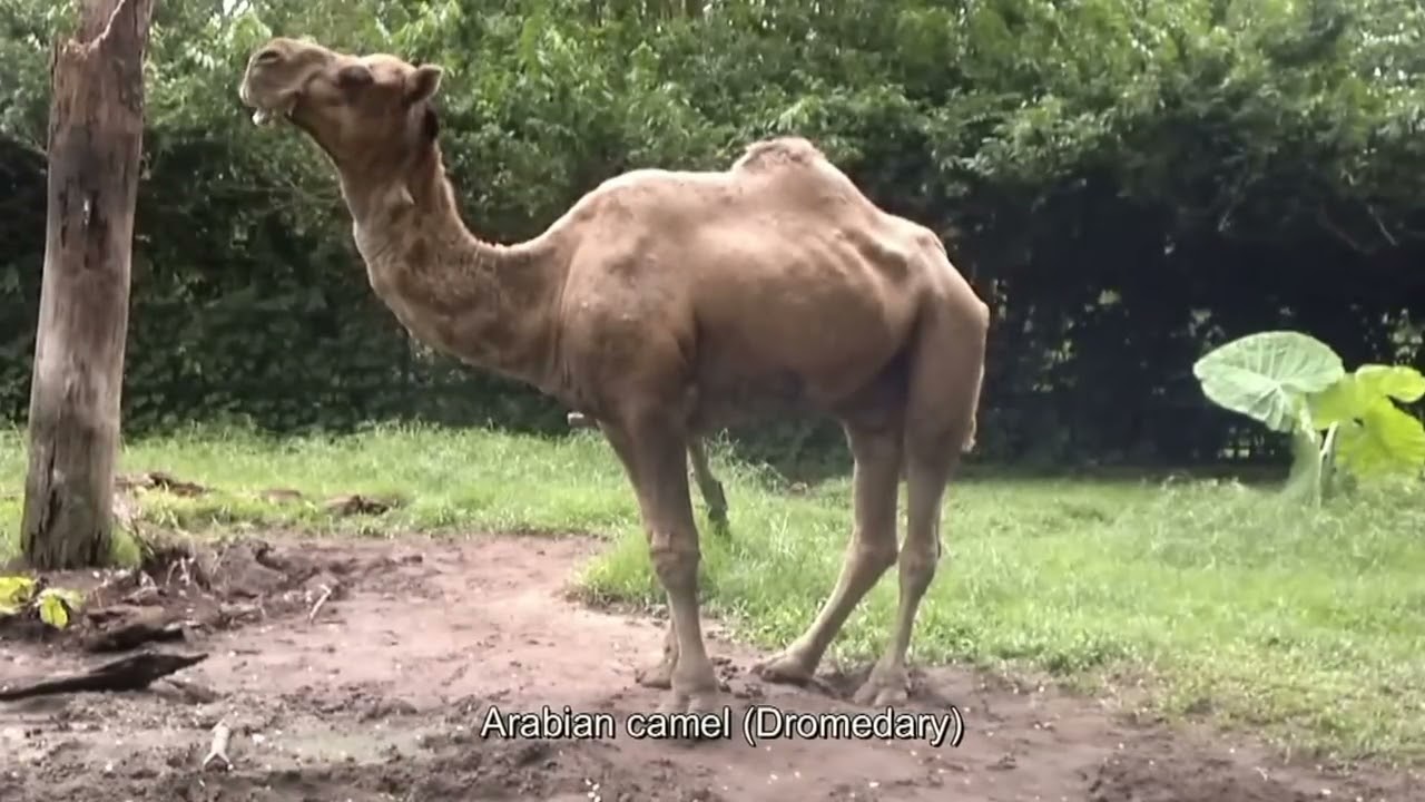 Zoo Taiping 2012 太平动物园 (HD)
