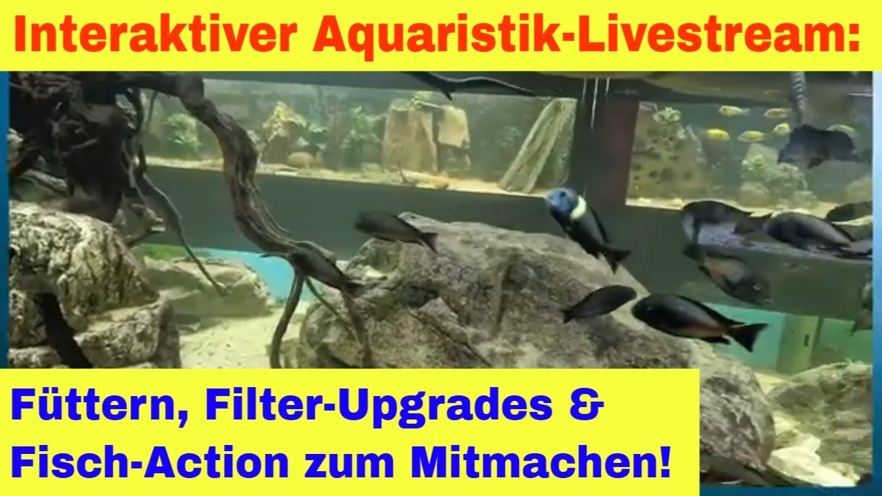Interaktiver Aquaristik-Livestream: Füttern, Filter-Upgrades & Fisch-Action zum Mitmachen!