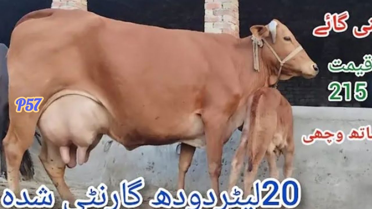 چولیشانی جرسی کراس ویڑ مگر وچھی لوکیشن تحصیل عارف والا ضلع پاکپتن شریف  03067684474تاریخ4//3//2026