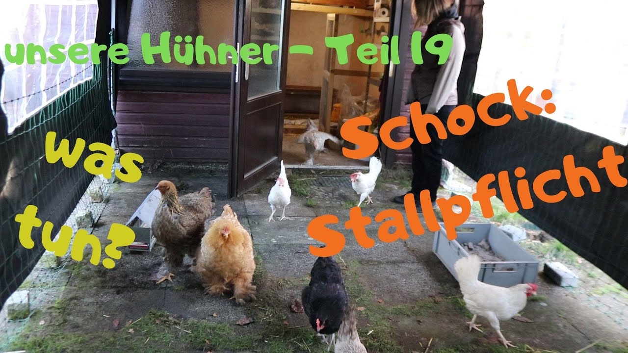 unsere Hühner - Teil 19: Stallpflichtschock! Wie geht es jetzt für unsere Hühnis weiter?
