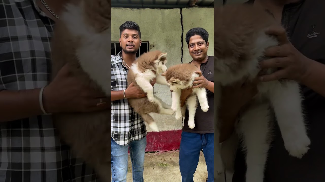 Husky Puppies Sell in Kolkata. #doglover #kolkatapetmarket #pets