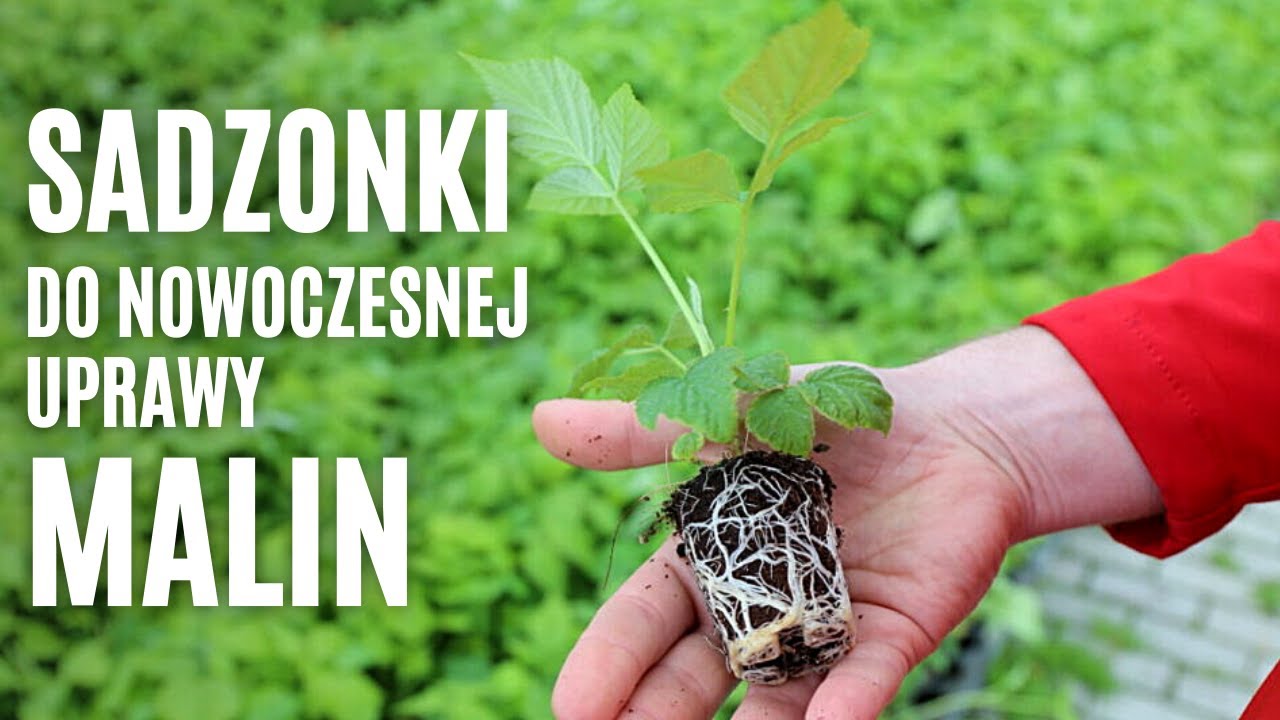 Sadzonki do nowoczesnej uprawy malin i więcej