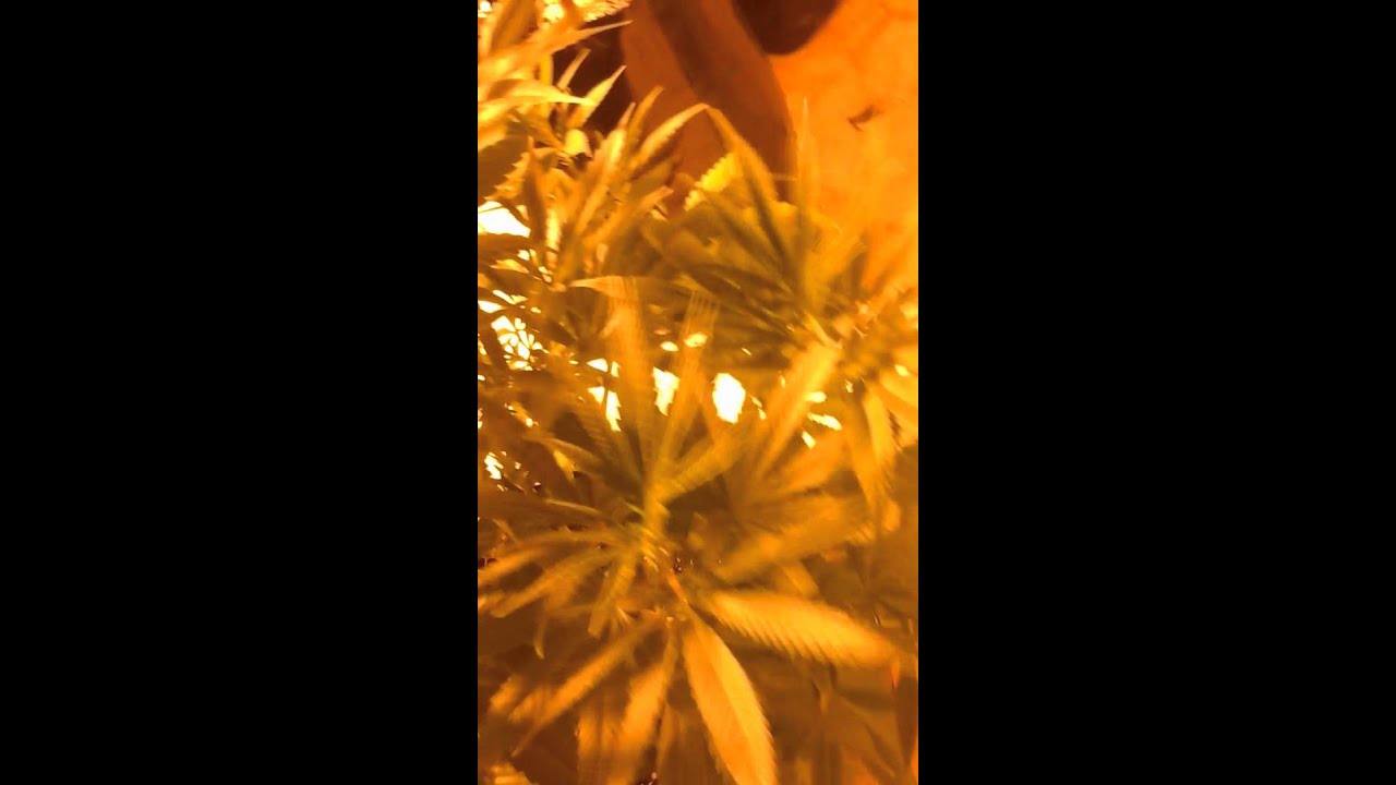 Grow  Cannabis #grow #cannabis #california with #jaysonmay nothing for sale. educational purposes.