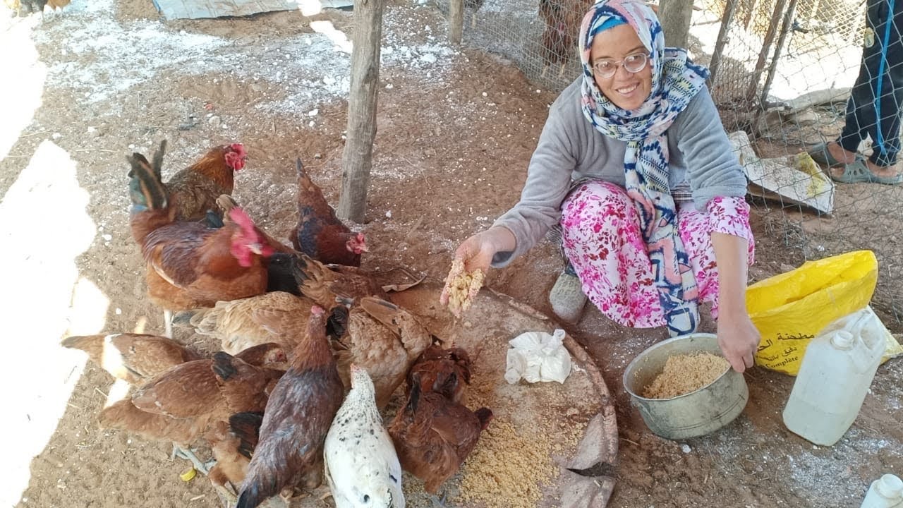 واش الجير عندو فوائد على الدجاج شنو موكلاهوم اليوم سميرة وواش كاين شي بيض ولالا