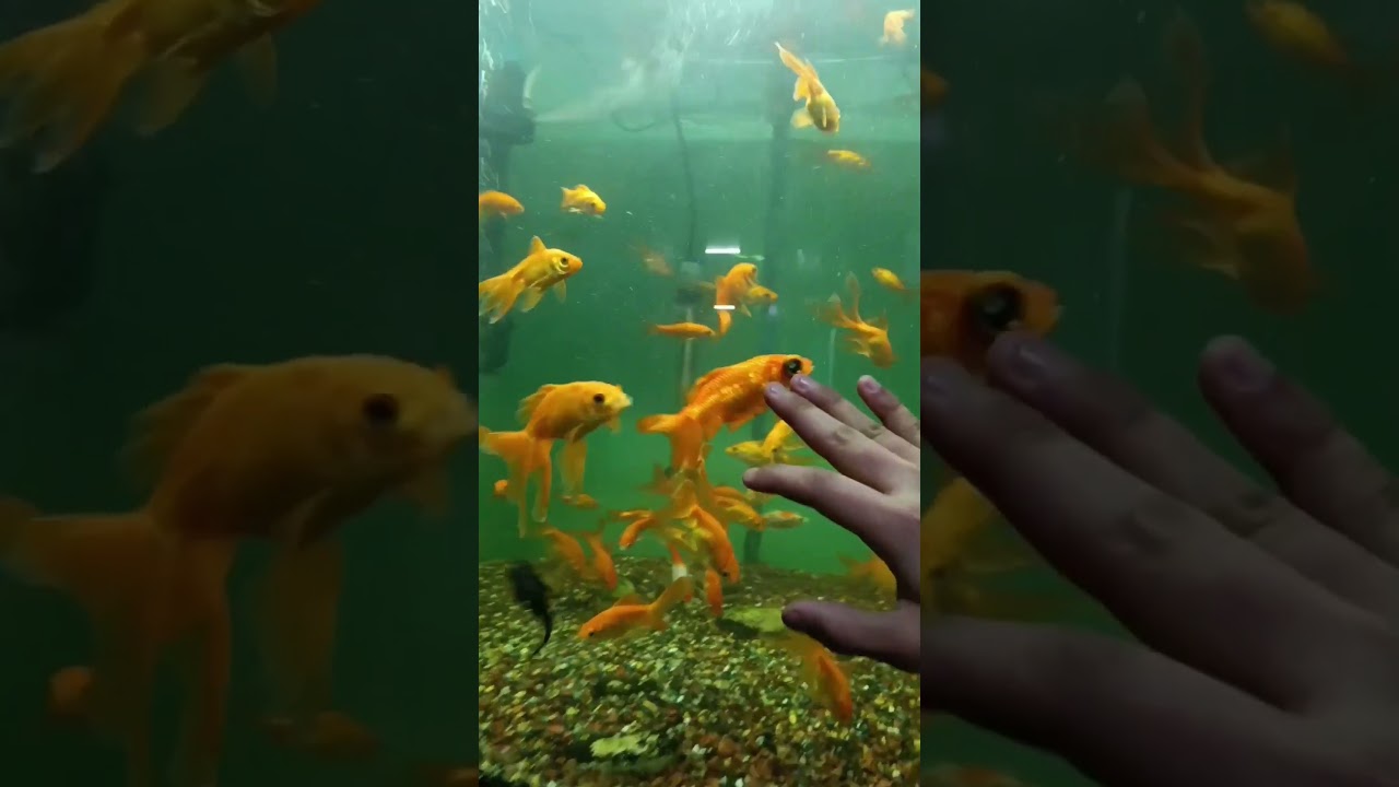 Aquarium Colorful Freshwater Fish || Aquarium 4K Ultra HD || Pahadi vlogger || Fish and Aquaria