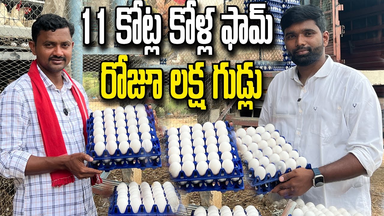 Daily 1 Lakh Eggs Layer Farm Experience | కోళ్ల ఫామ్