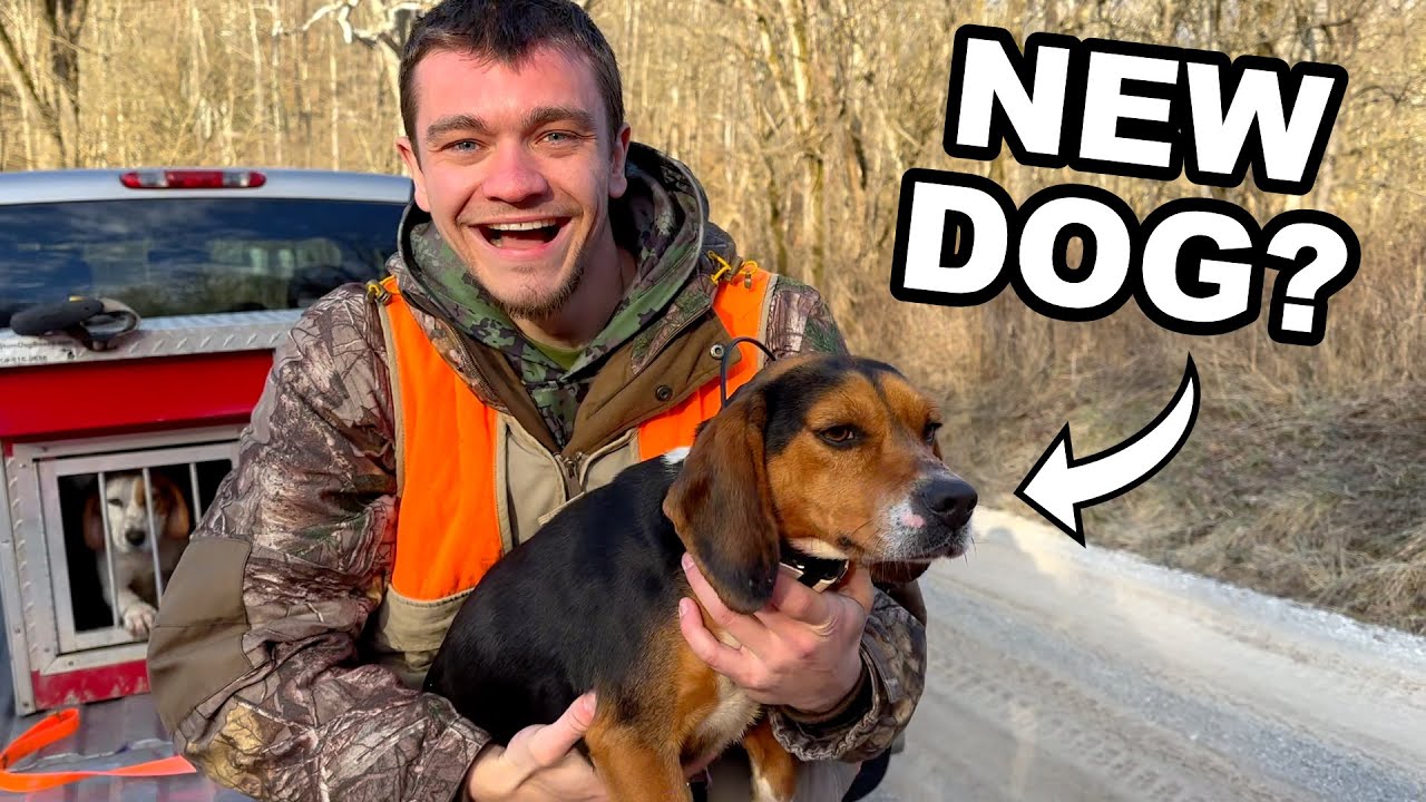 Should I Get Another Rabbit Hunting Dog? (New Beagle Boy)