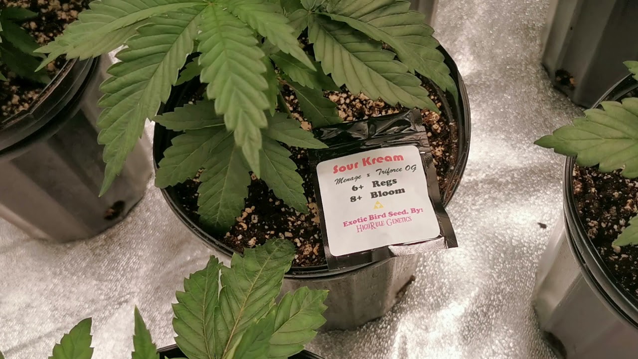 sf4000 grow