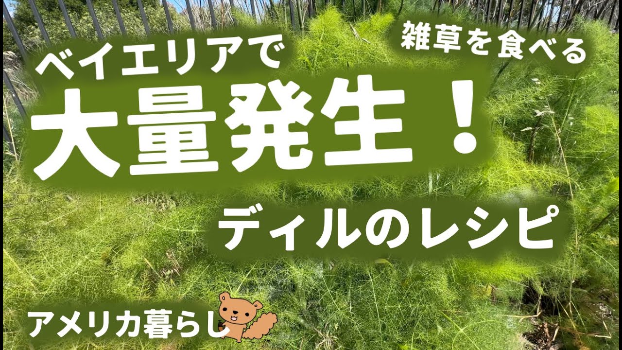 ディルのレシピ！ディルを使ったお料理！作り方！カリフォルニアのベイエリアに大量発生！雑草を食べる！