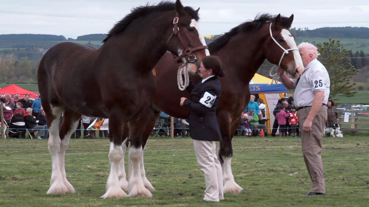 Festival of the Heavy Horse. May 4th 2014