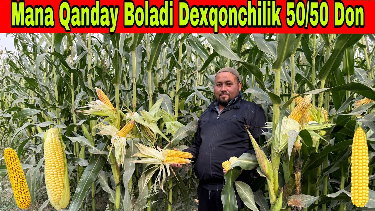 Silyos Olishda Adashmang Mana Xaqiy Silyos Qanday Bolishi Kerak