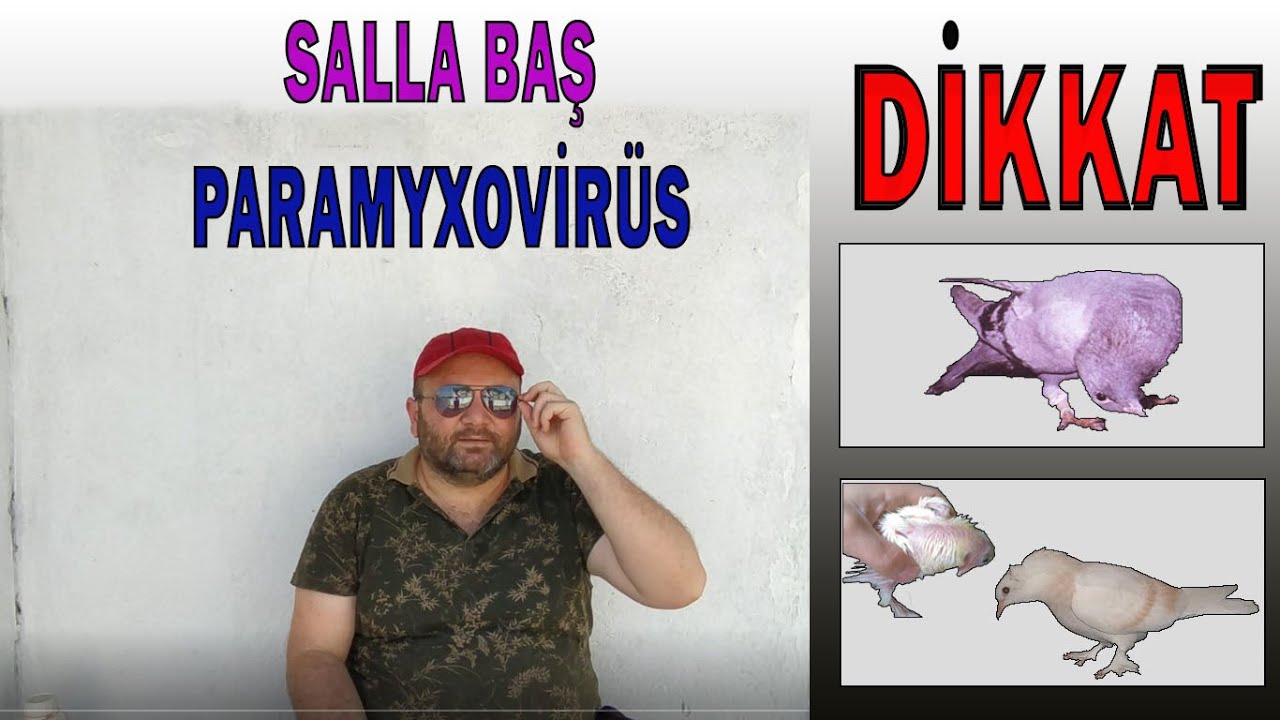 Kanatlı Hastalıkları / 3- PARAMYXOVİRÜS (SALLA BAŞ) / OAÇ TV