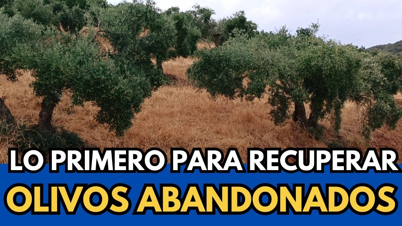 🟥 ¿Que Acción Tiene MÁS Retorno Económico en el Olivo?