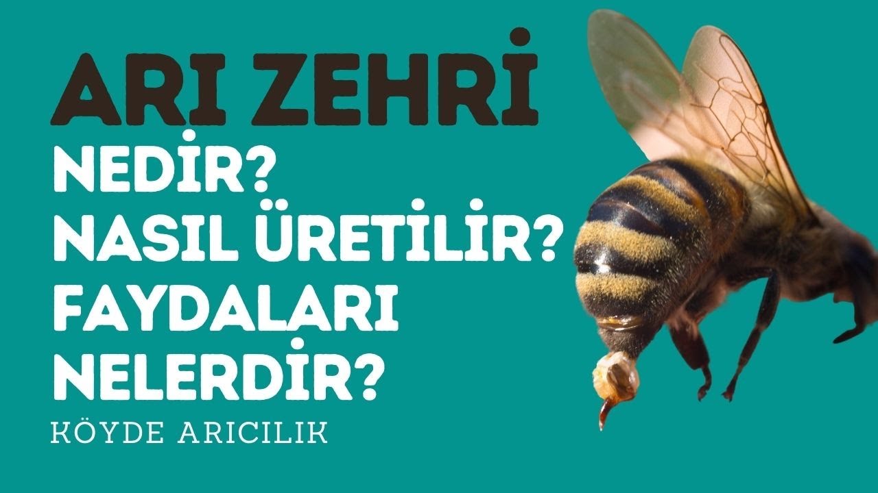 KÖYDE ARICILIK | ARI ZEHRİ NEDİR ? NASIL ÜRETİLİR ? FAYDALARI NELERDİR?