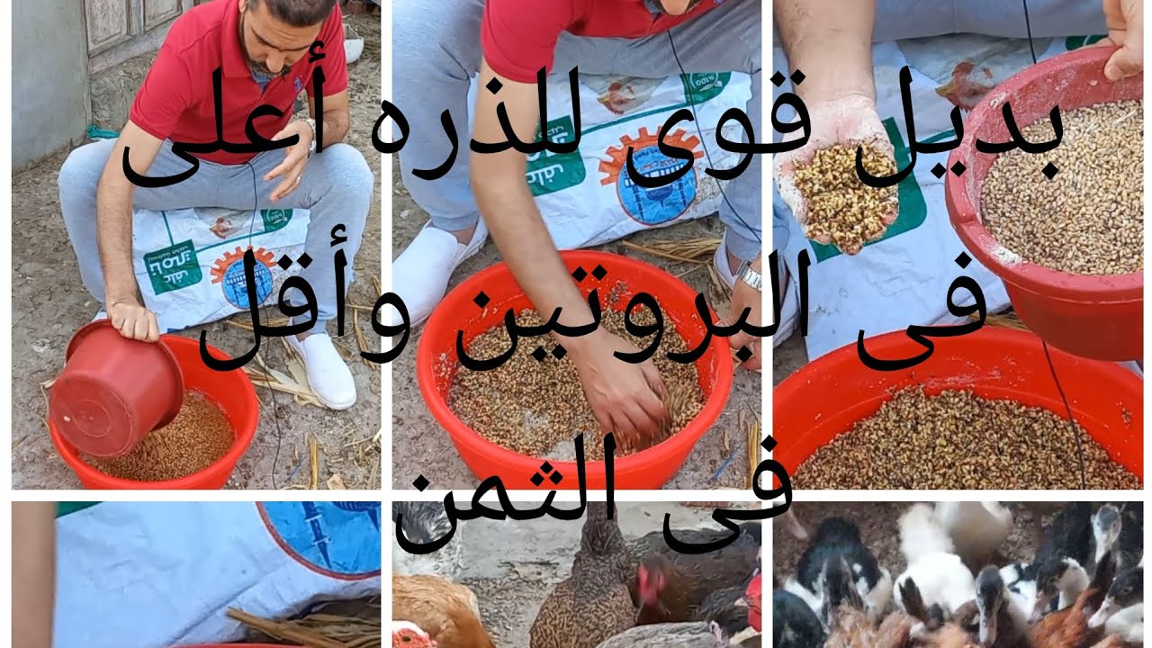 أقوى بديل للذره وسعره ٨ج وكمان أعلى من الذره فى البروتين...ينفع للفراخ والبط وكمان تحويله عالى