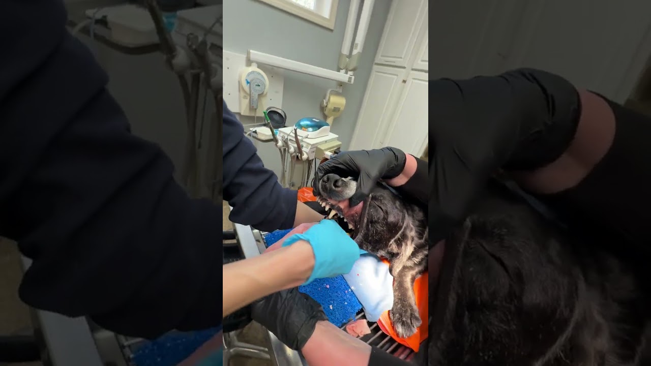 Penn Foster Externship 2 Skill 7- Endotracheal Intubation