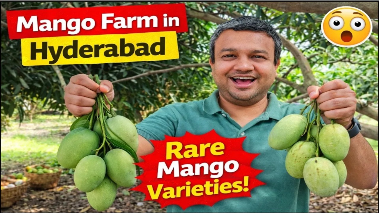 Mango Farm in Hyderabad 🍋 | Farm Tour, Rare Mango Varieties & Village Life Experience