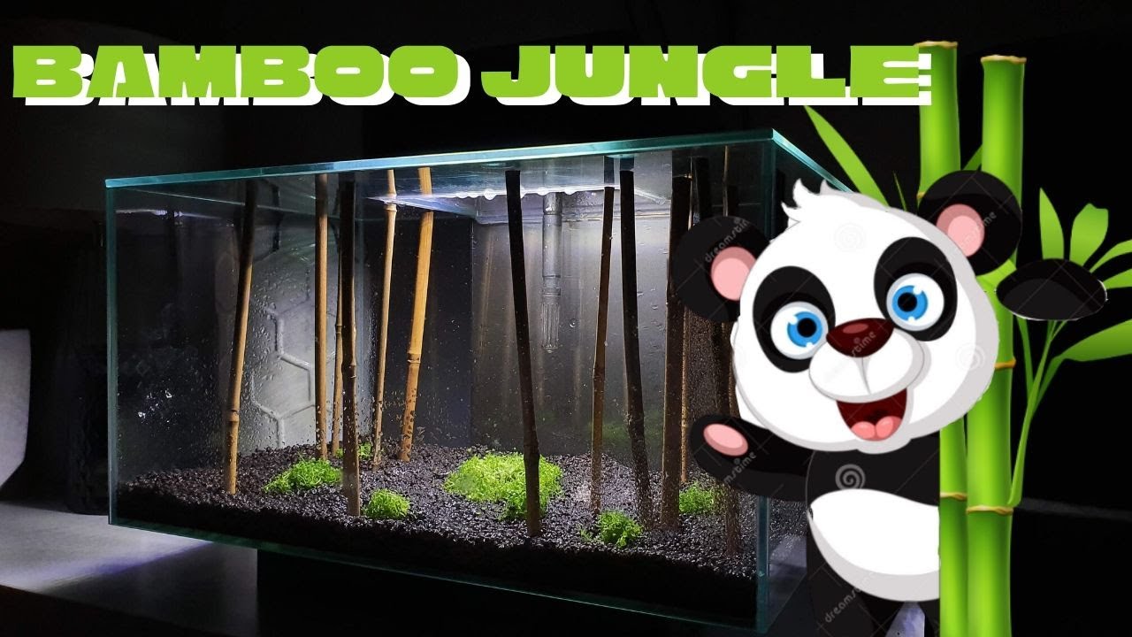 Monte Carlo Dry Start in the Fluval Edge 23 Litre Aquarium